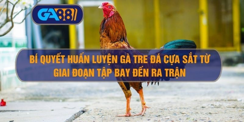 3BET Bí Quyết Huấn Luyện Gà Tre Đá Cựa Sắt Từ Giai Đoạn Tập Bay Đến Ra Trận